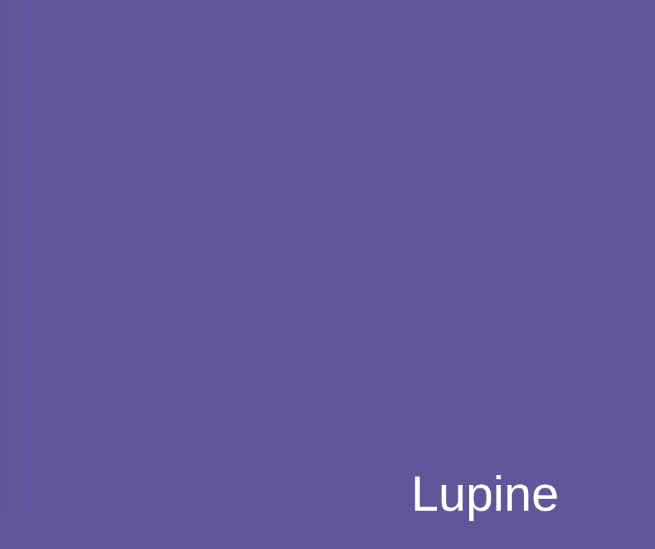 Lupine Purple